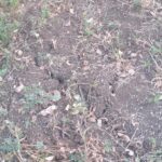 IMG-20261016-WA0041
